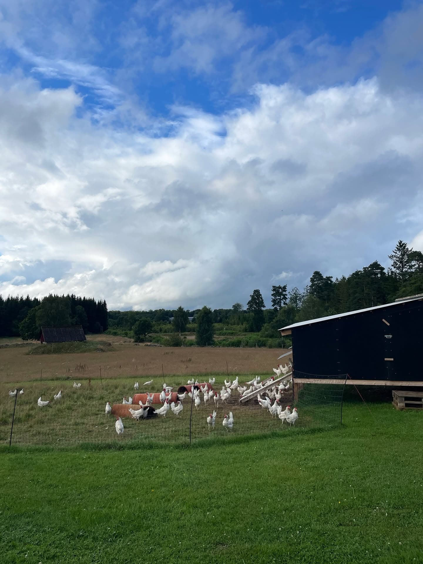 Ännu mer höns på fältet
