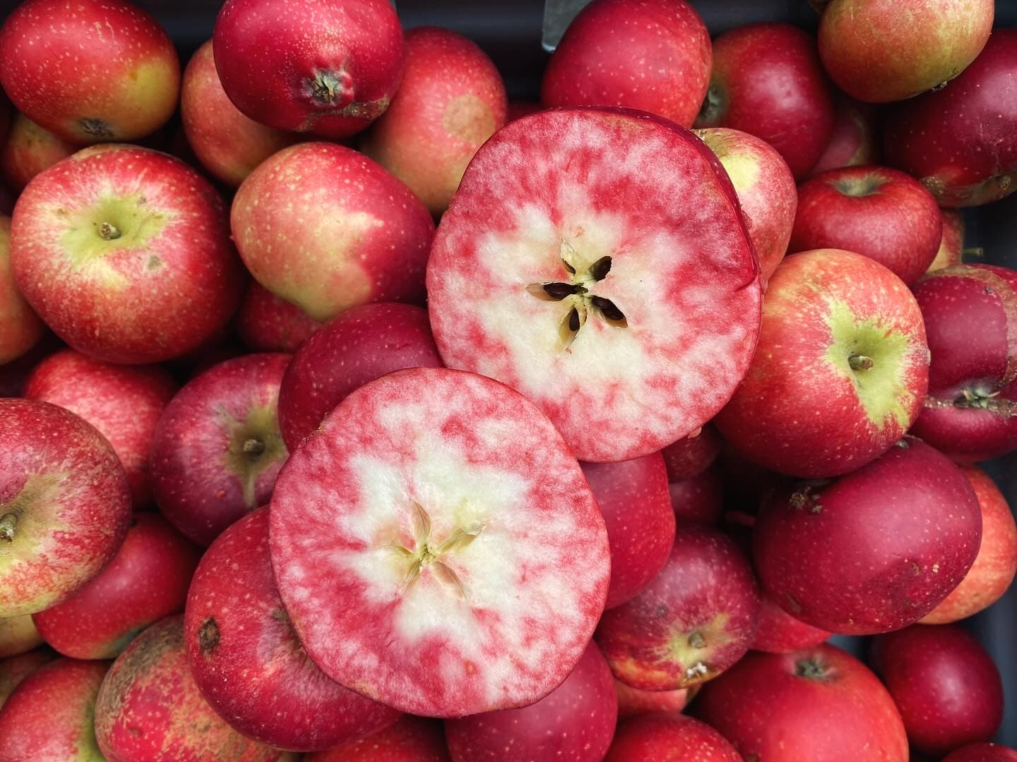 Fanny äpple på mitten
