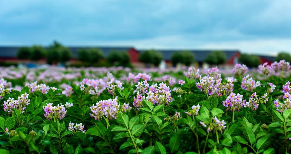 Potatisblommor på fältet