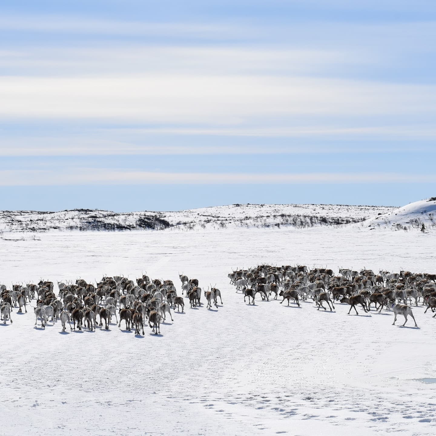 Renar i fjällen