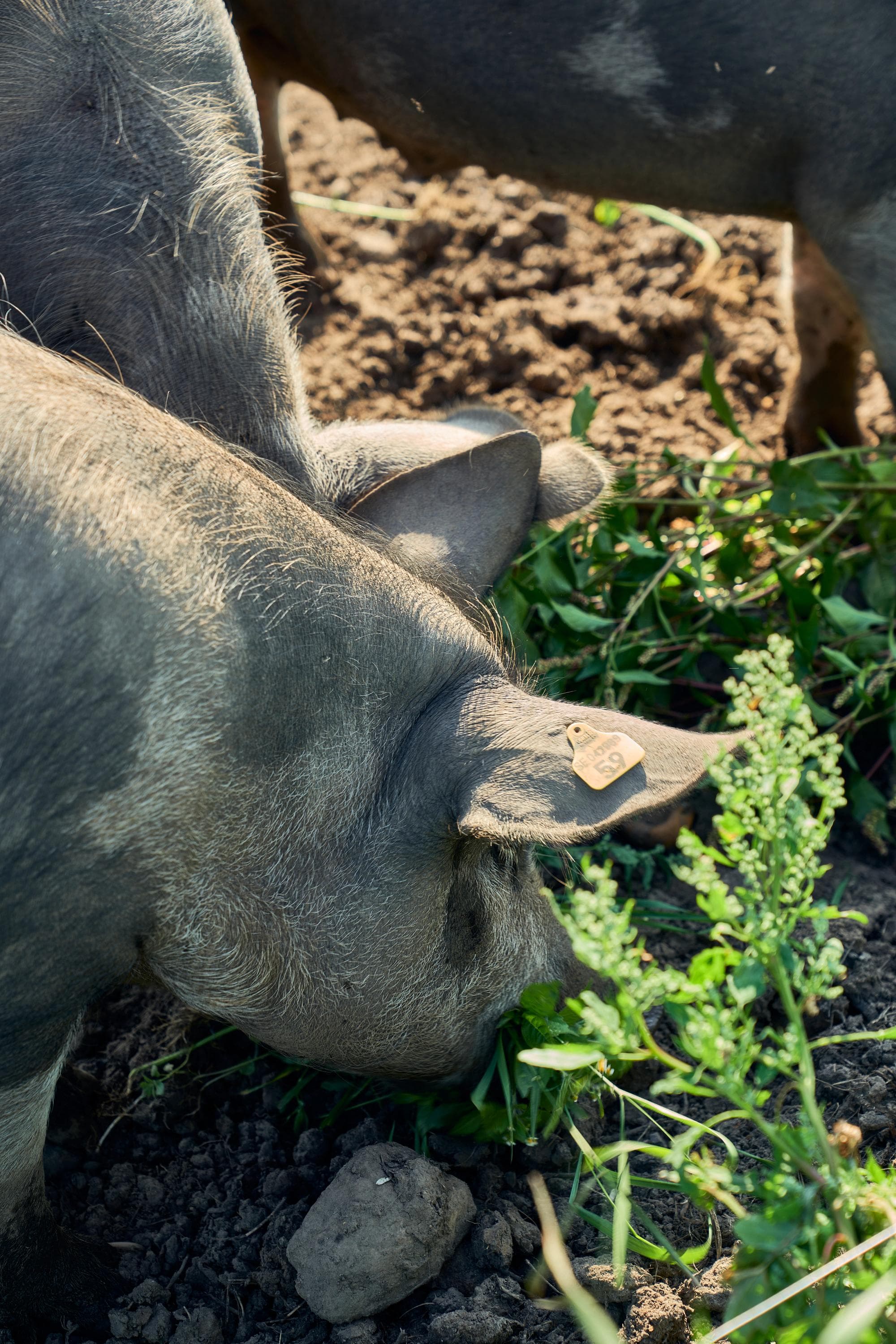 Bokeslundsgården bild 3