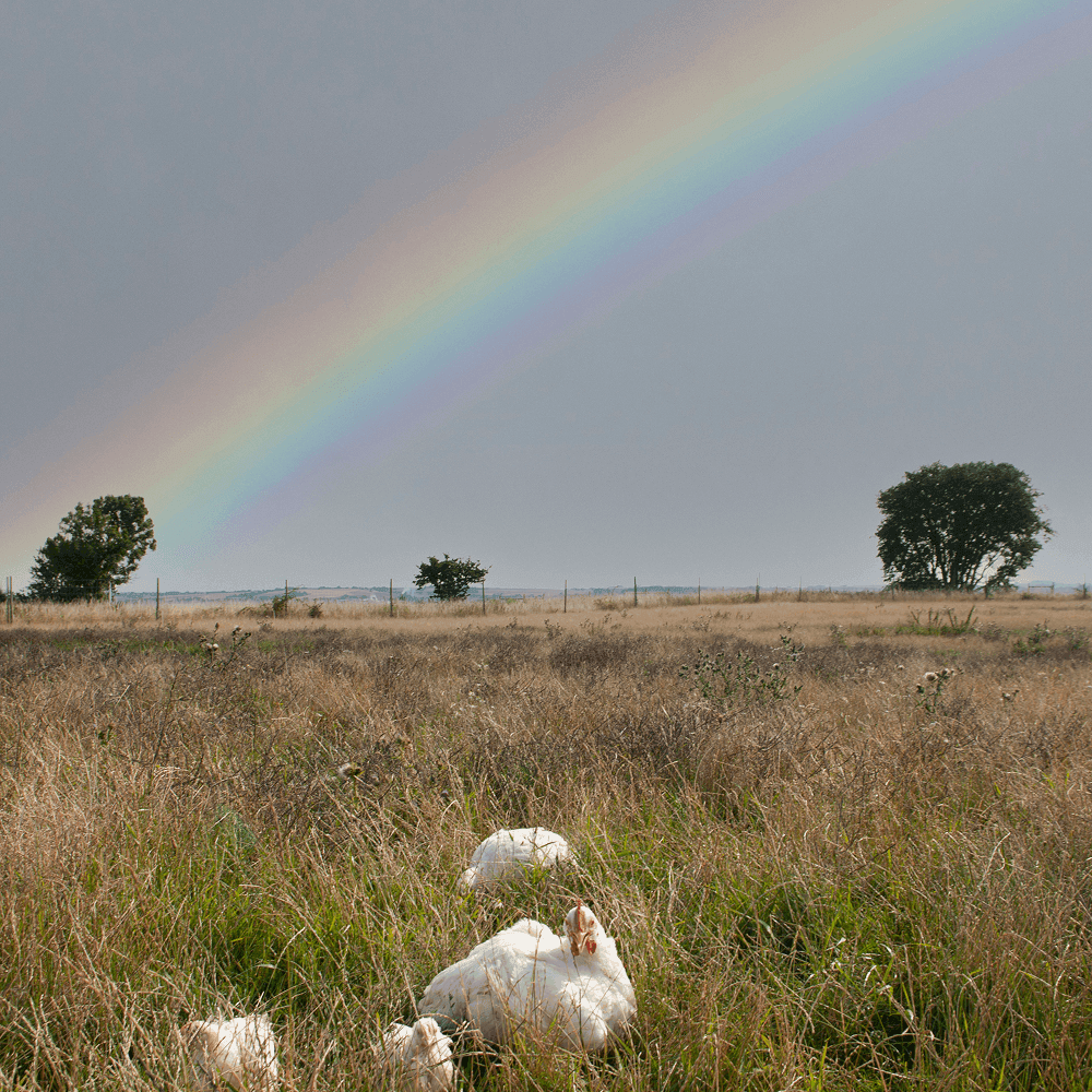 Gardsbutiken_pa_ven4