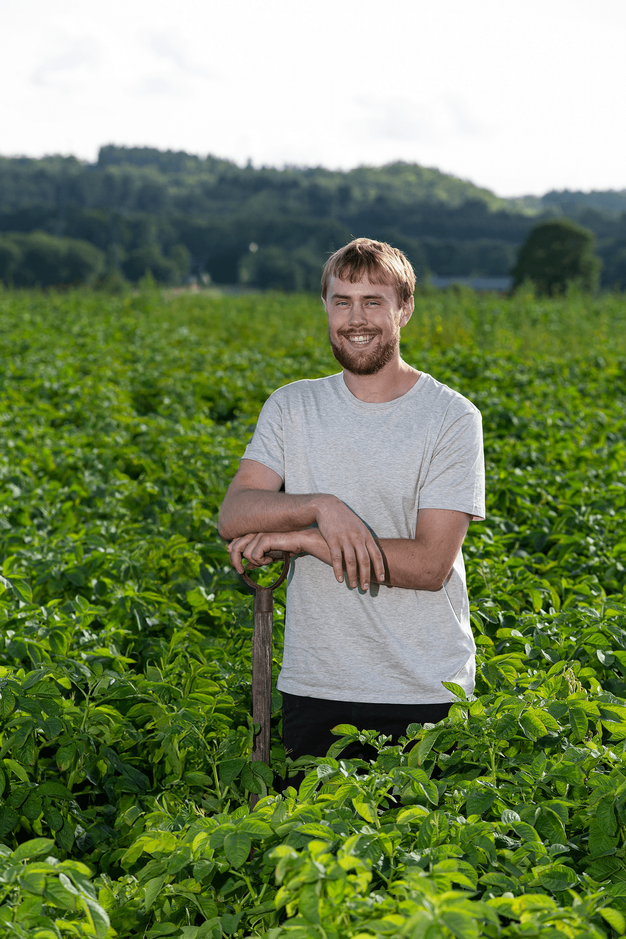 producent_greenfries