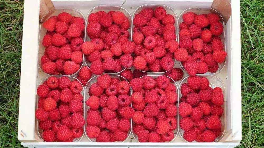 Hallongården bild 2