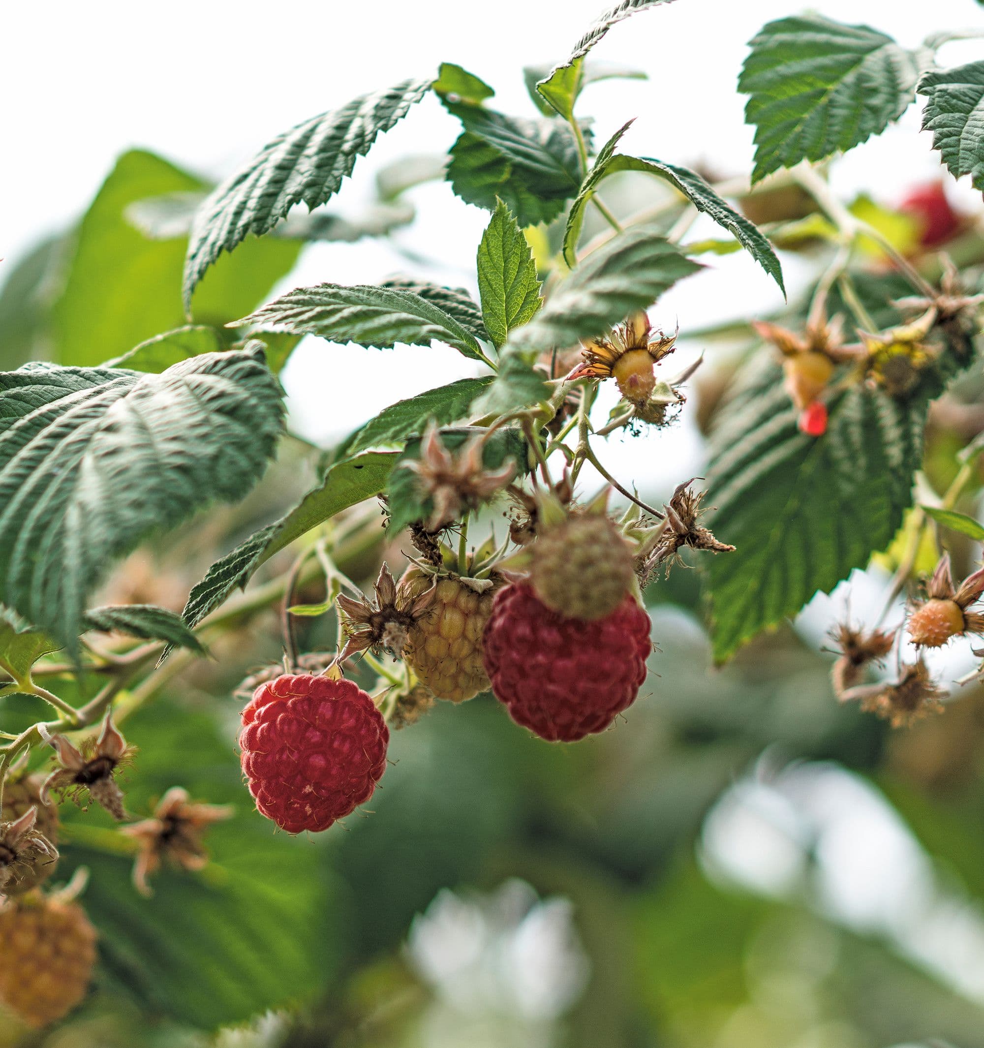 Hallongården kvist med hallon med gröna blad i bakgrunden