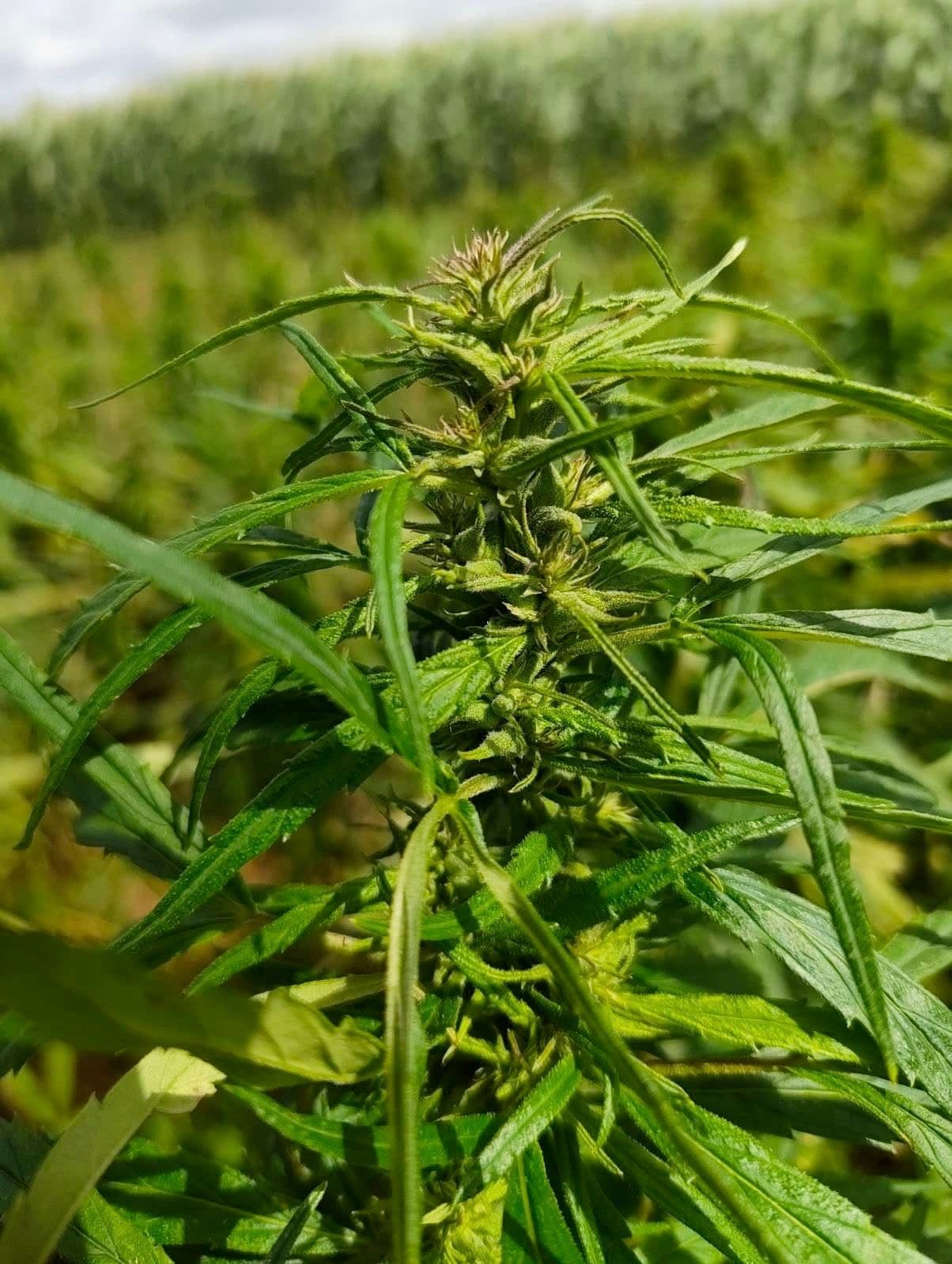 Hampa – från urgammal växt till modern superråvara