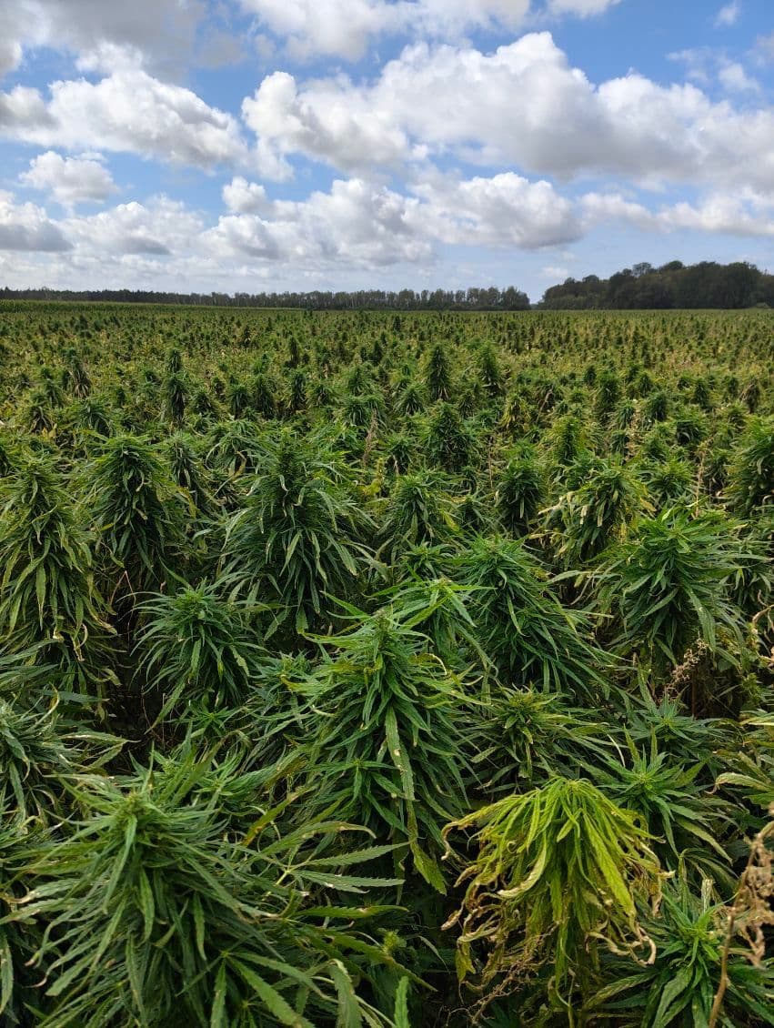 Hampafält solsken bra och hälsosamma fördelar