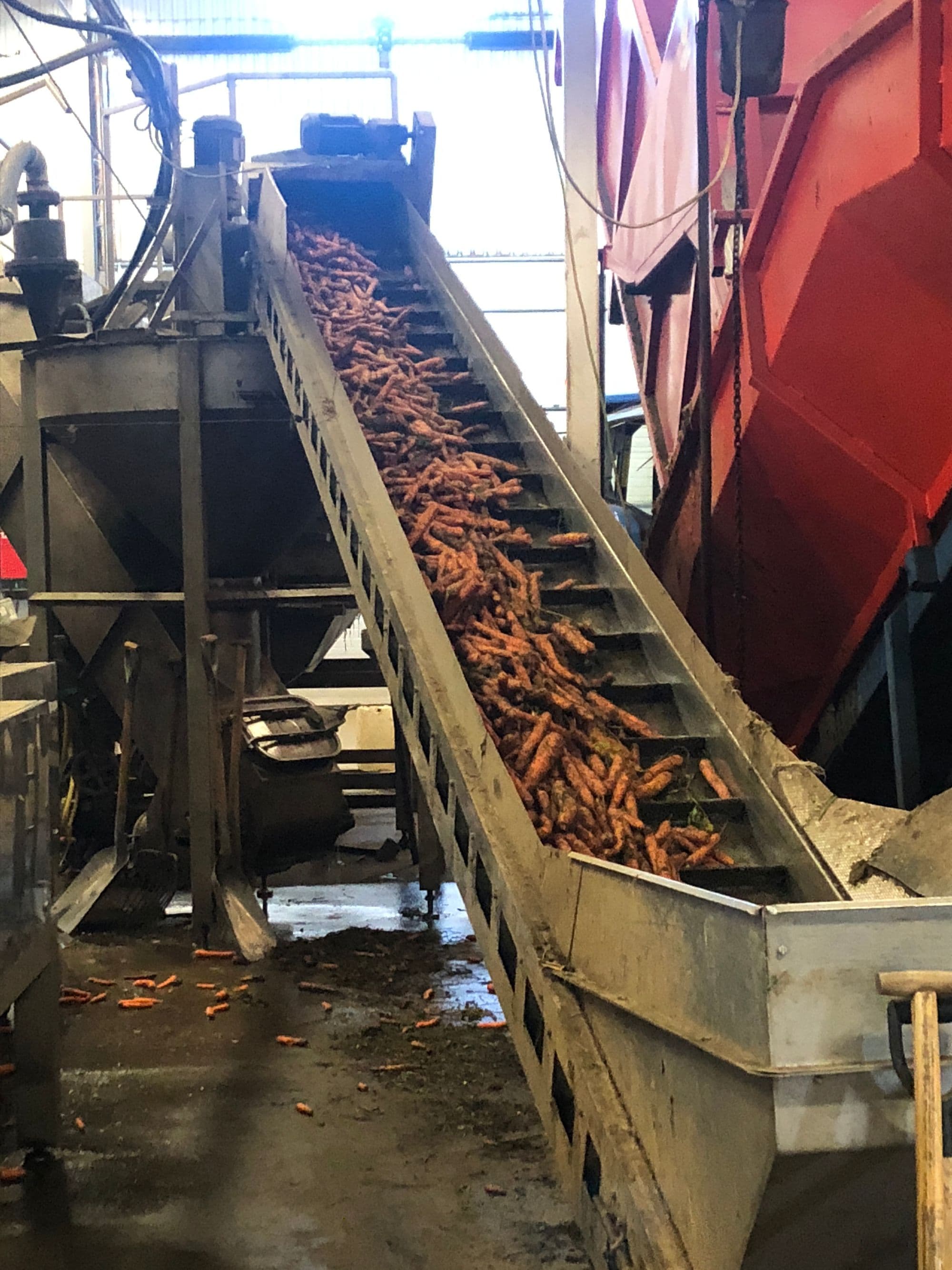 Möllegårdens morötter bild 2