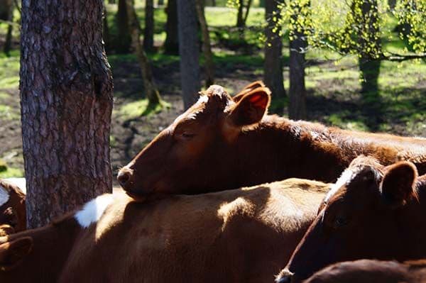 Sjunkarod kott och vilt 2