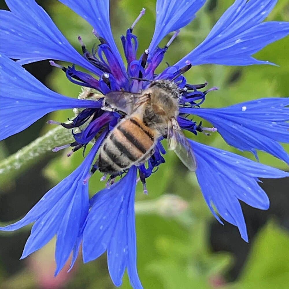 Vinbärsgården blåklint