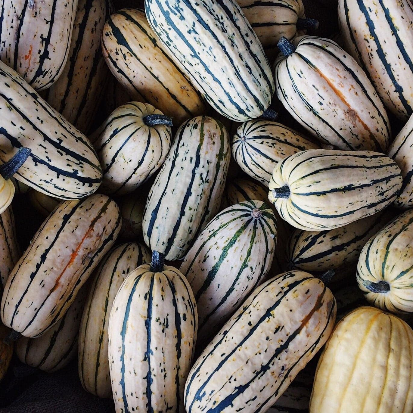 Delicata Pumpa - KRAV