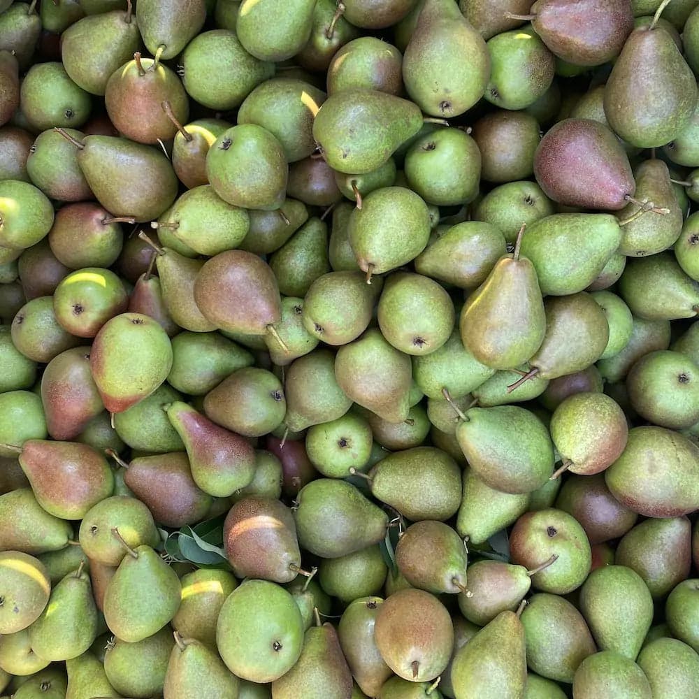 Päron - Elsa 1kg