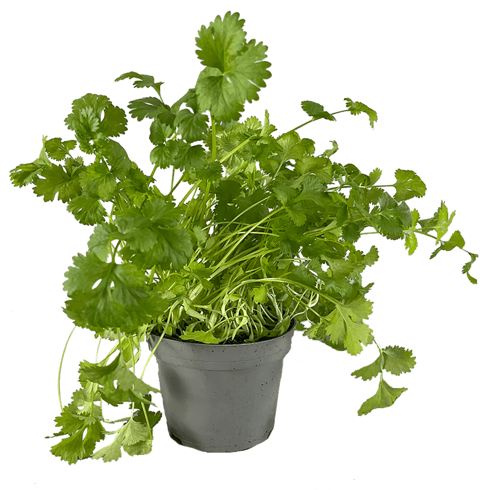 Koriander EKO