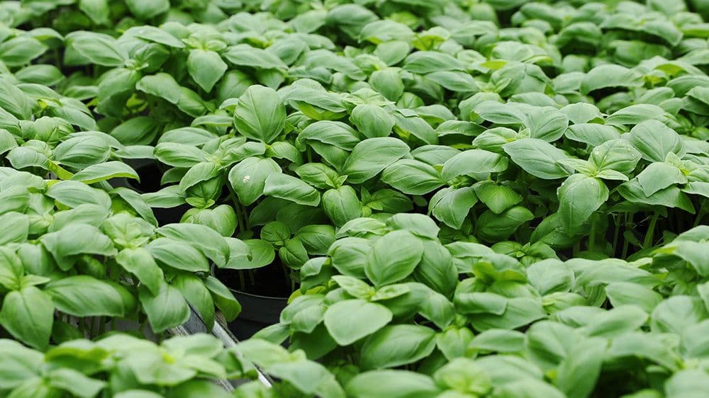 Kabbarps Trädgård bild 1