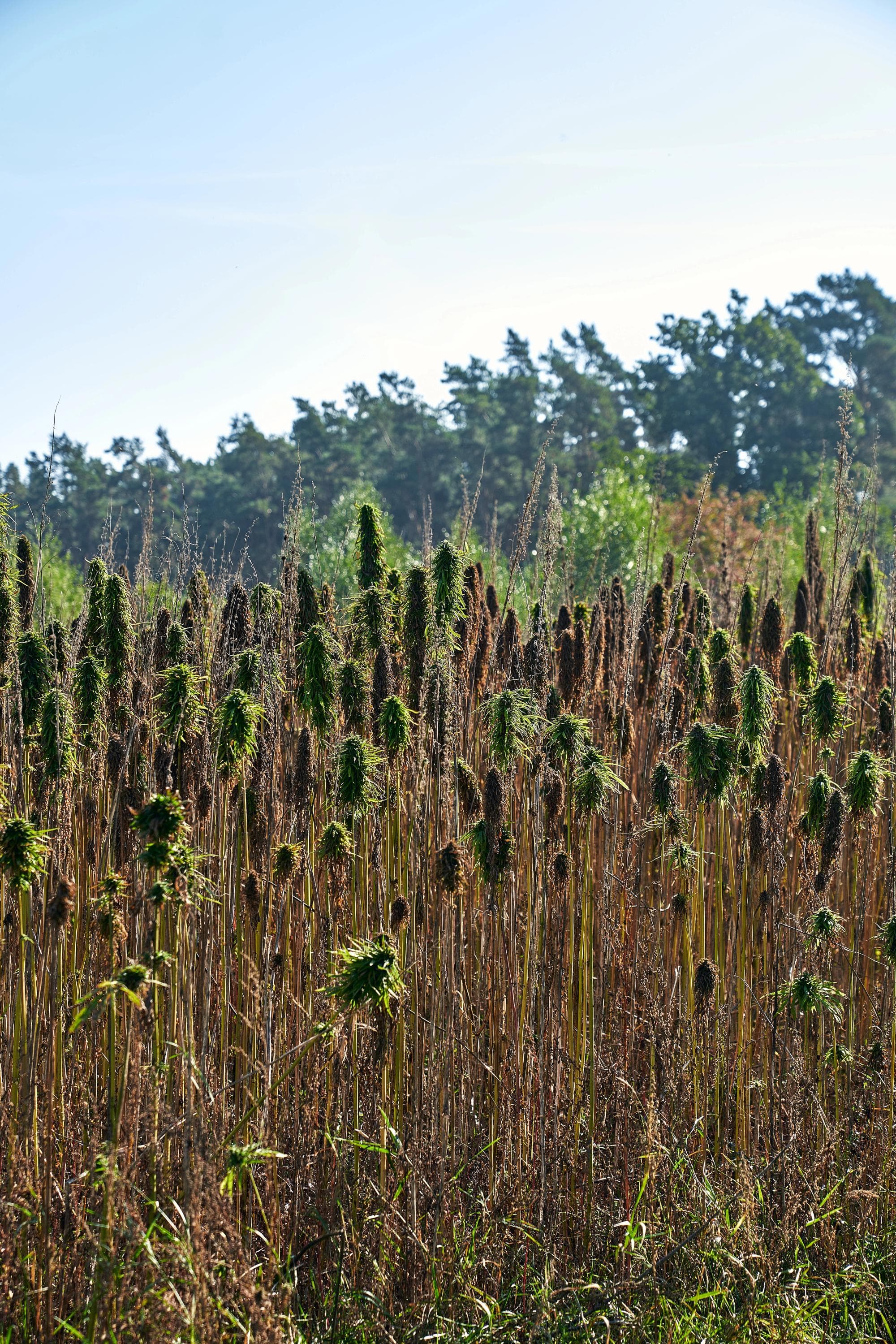 Svens_hampaindusri_2