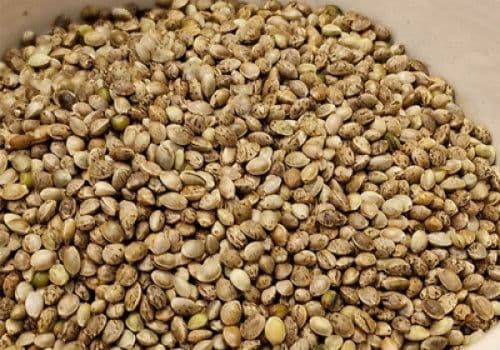 Svensk Hampaindustri bild 3