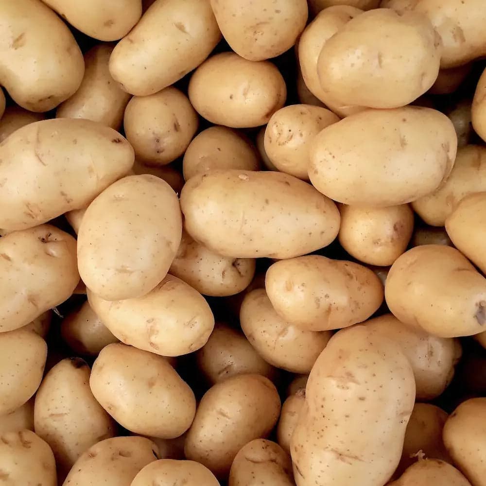 Potatis Fast Gul Solist 2kg - KRAV