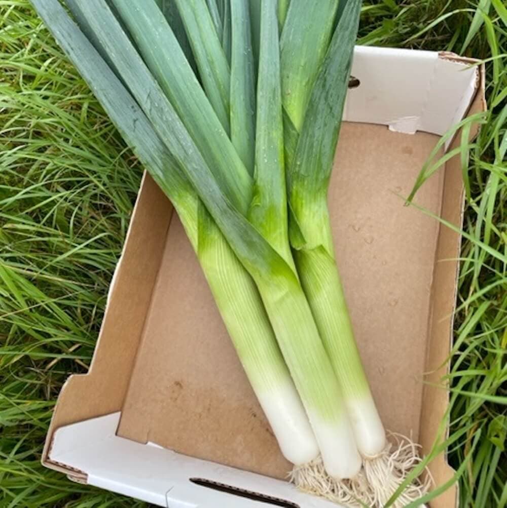 Purjolök 2-pack